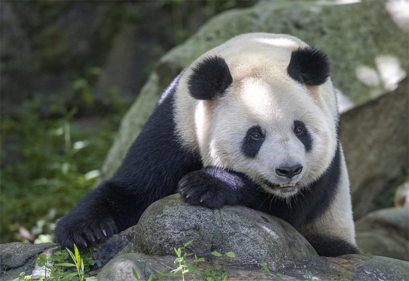 Panda Wafurahia Hali ya Kupoa Joto?la Majira ya Joto katika Mji wa Dujiangyan, Mkoa wa Sichuan, China