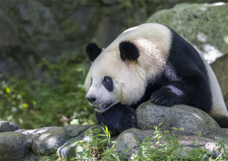 Panda Wafurahia Hali ya Kupoa Joto?la Majira ya Joto katika Mji wa Dujiangyan, Mkoa wa Sichuan, China