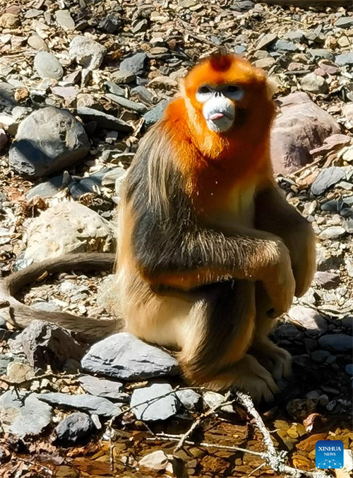 Idadi ya tumbili wenye manyoya ya dhahabu yaongezeka katika Eneo la Misitu la Shennongjia nchini China