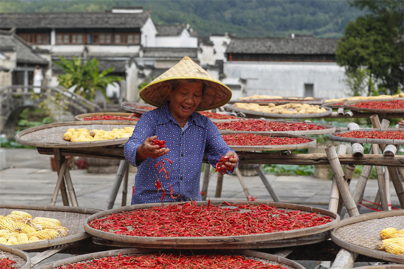 Wanakijiji wa Kijiji cha Kale Waanika?Mazao?ya Kilimo?Juani?huko Huangshan, Mkoa wa Anhui, China