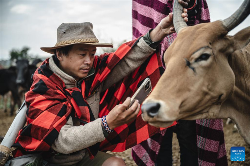 Zhuo Qiang akikagua hali ya ng'ombe aliyeshambuliwa na simba katika familia ya Wamaasai huko Maasai Mara, Kenya, Agosti 22, 2024.  (Xinhua/Wang Guansen)