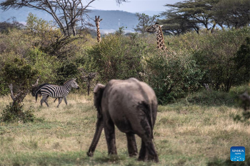 Mhifadhi Mazingira wa China Atoa mchango?katika?Uhifadhi wa Wanyama?Pori Nchini Kenya