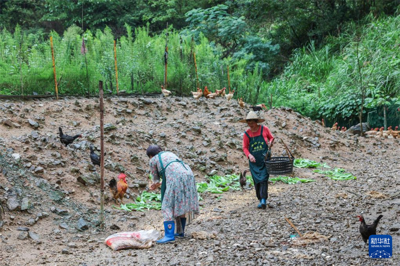 Wafugaji wakilisha kuku wa kujichunga wenyewe katika maeneo ya wazi kwenye banda la kuku la kiikolojia katika msitu wa Mji mdogo wa Lingbei, Mji wa Zhuji, Mkoa wa Zhejiang, China, Septemba 19. (Xinhua/Xu Yu)