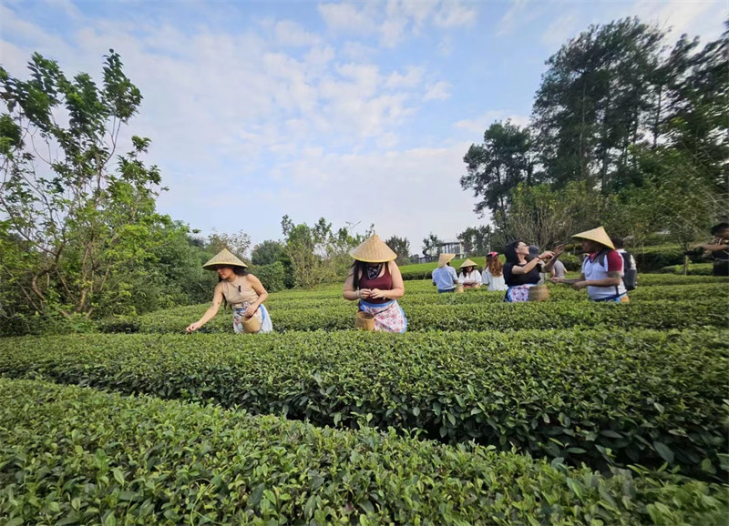 Ujumbe wa Waandishi wa Habari wa nchi za Latin Amerika wafurahia kuchuma na kuonja chai huko Chengdu, China