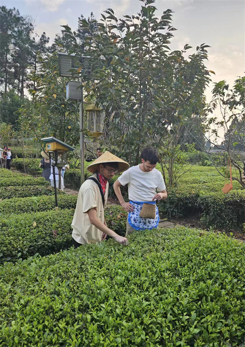 Ujumbe wa Waandishi wa Habari wa nchi za Latin Amerika wafurahia kuchuma na kuonja chai huko Chengdu, China