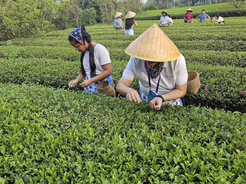 Ujumbe wa Waandishi wa Habari wa nchi za Latin Amerika wafurahia kuchuma na kuonja chai huko Chengdu, China