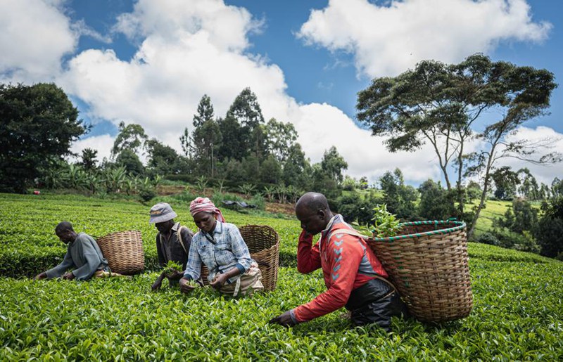 Wavunaji wakichuma majani freshi ya chai kwenye shamba la chai karibu na Nairobi, mji mkuu wa Kenya, Mei 4, 2023. (Xinhua/Wang Guansen)