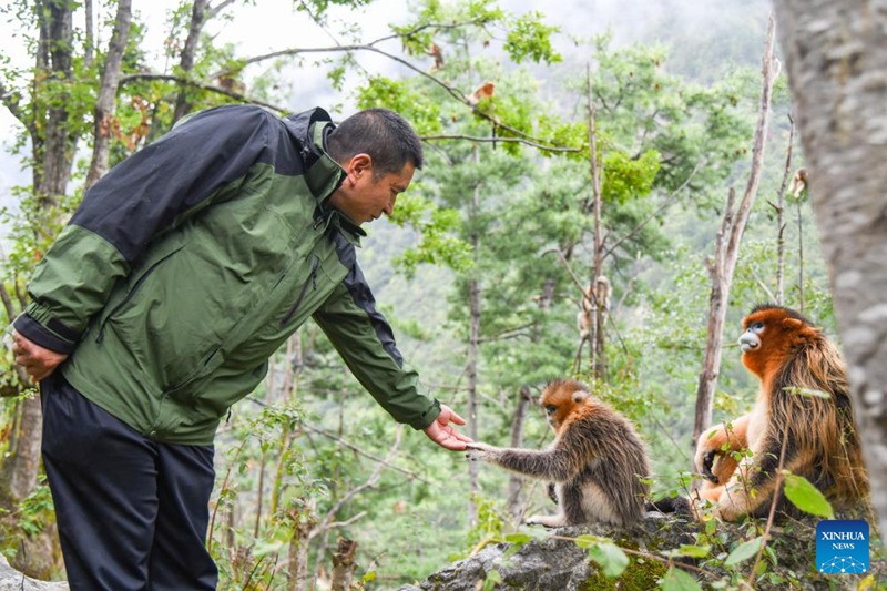 Walinzi wa tumbili wa dhahabu wenye pua fupi kwenye Hifadhi ya Mazingira ya Asili Kusini Magharibi mwa China