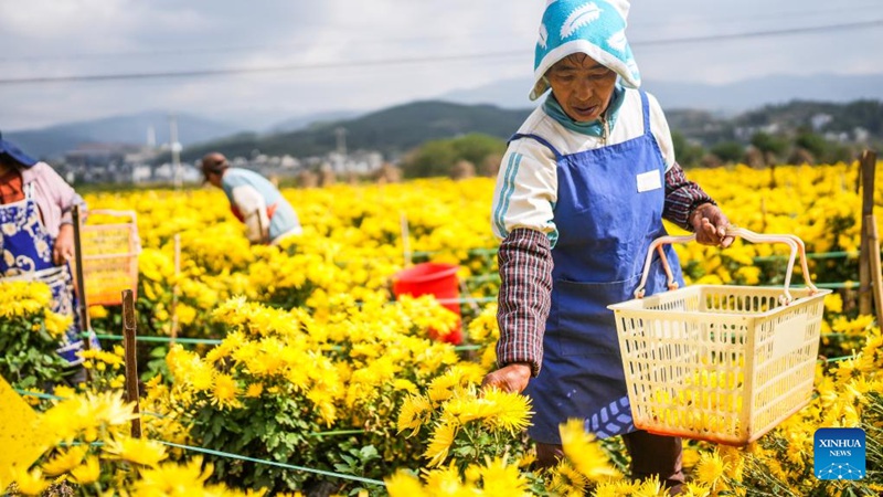 Maua ya krisanthemum yaingia msimu wa mavuno huko Liupanshui, Kusini Magharibi mwa China