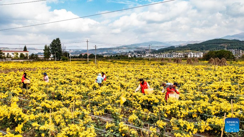 Maua ya krisanthemum yaingia msimu wa mavuno huko Liupanshui, Kusini Magharibi mwa China