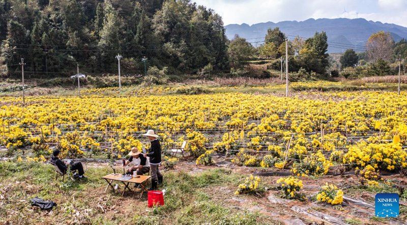 Maua ya krisanthemum yaingia msimu wa mavuno huko Liupanshui, Kusini Magharibi mwa China