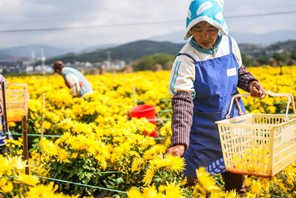 Maua ya krisanthemum yaingia msimu wa mavuno huko Liupanshui, Kusini Magharibi mwa China