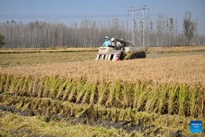 Mji wa Zhuozhou waongeza umaarufu na ushindani wa sokoni wa chapa za mchele zinazozalishwa mkoani Hebei, kaskazini mwa China